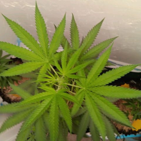 Og kush×5 kind seeds growlog timeline photo