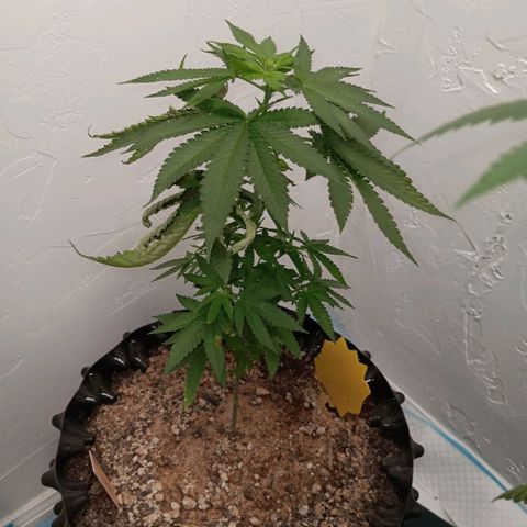 Og kush×5 kind seeds growlog timeline photo