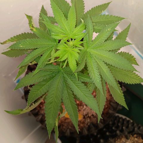 Og kush×5 kind seeds growlog timeline photo