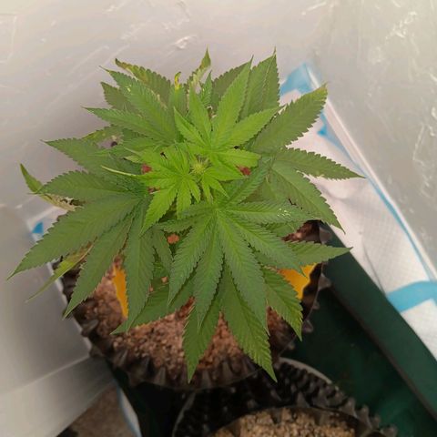 Og kush×5 kind seeds growlog timeline photo