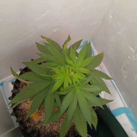 Og kush×5 kind seeds growlog timeline photo