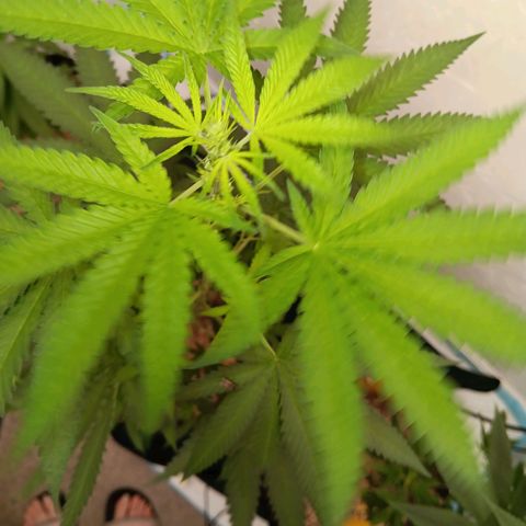 Og kush×5 kind seeds growlog timeline photo
