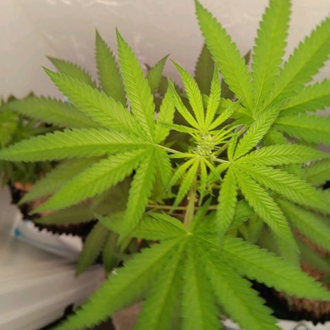 Og kush×5 kind seeds growlog timeline photo