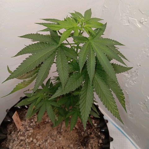 Og kush×5 kind seeds growlog timeline photo