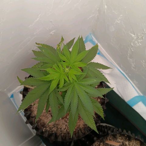 Og kush×5 kind seeds growlog timeline photo