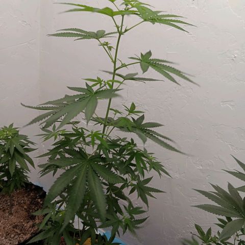 Og kush×5 kind seeds growlog timeline photo