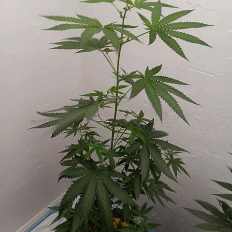 Og kush×5 kind seeds growlog timeline photo