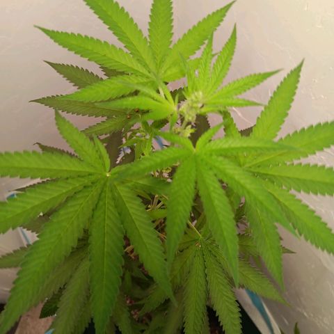 Og kush×5 kind seeds growlog timeline photo