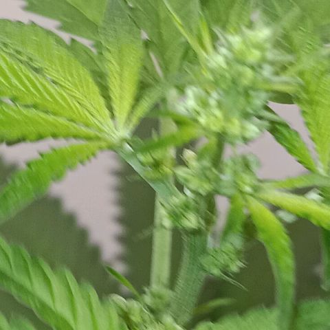 Og kush×5 kind seeds growlog timeline photo