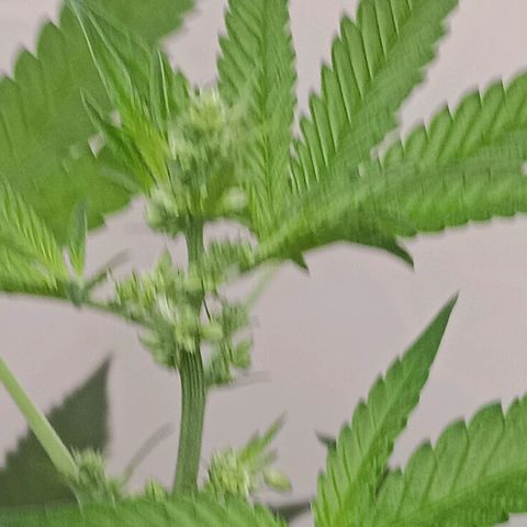 Og kush×5 kind seeds growlog timeline photo