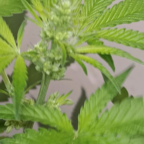 Og kush×5 kind seeds growlog timeline photo