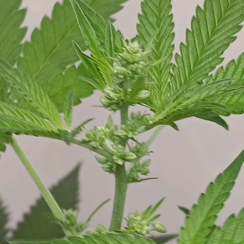 Og kush×5 kind seeds growlog timeline photo
