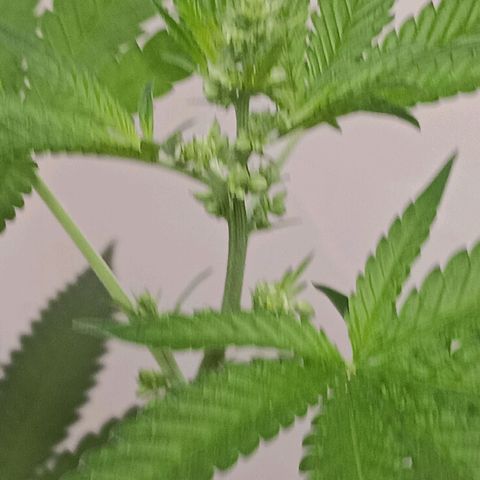Og kush×5 kind seeds growlog timeline photo