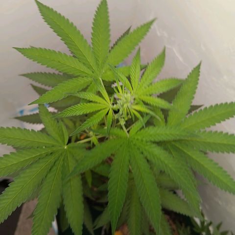 Og kush×5 kind seeds growlog timeline photo