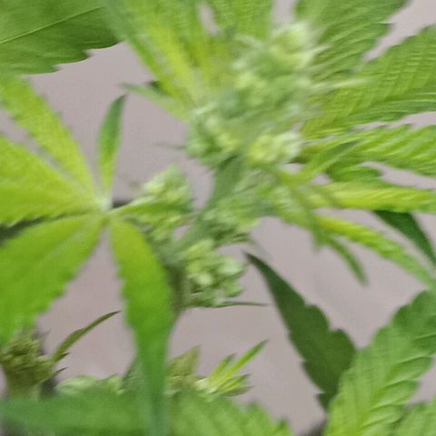 Og kush×5 kind seeds growlog timeline photo