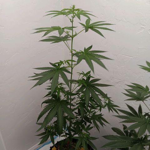 Og kush×5 kind seeds growlog timeline photo