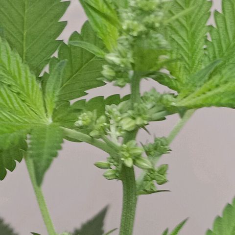 Og kush×5 kind seeds growlog timeline photo