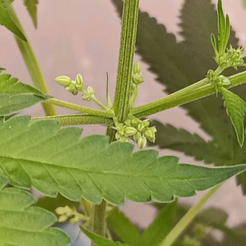 Og kush×5 kind seeds growlog timeline photo