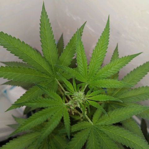 Og kush×5 kind seeds growlog timeline photo