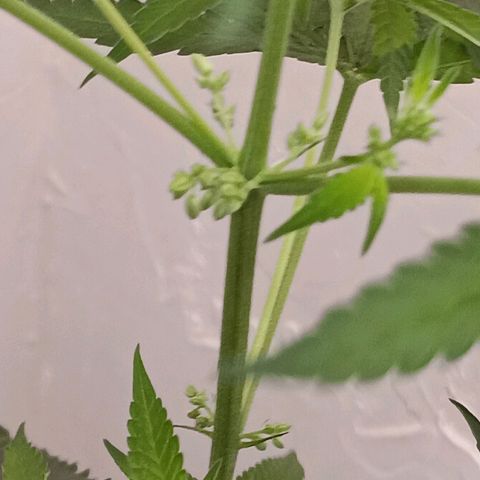 Og kush×5 kind seeds growlog timeline photo