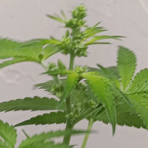 Og kush×5 kind seeds growlog timeline photo