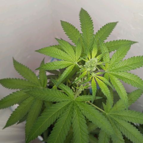 Og kush×5 kind seeds growlog timeline photo