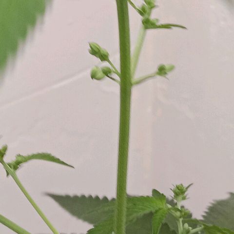 Og kush×5 kind seeds growlog timeline photo