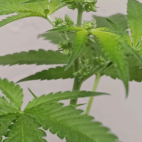 Og kush×5 kind seeds growlog timeline photo