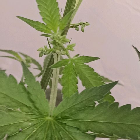 Og kush×5 kind seeds growlog timeline photo