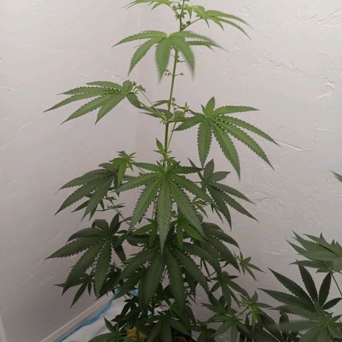 Og kush×5 kind seeds growlog timeline photo