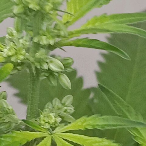 Og kush×5 kind seeds growlog timeline photo