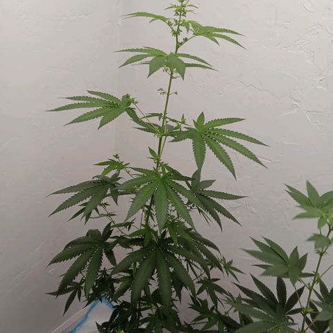Og kush×5 kind seeds growlog timeline photo