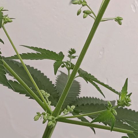 Og kush×5 kind seeds growlog timeline photo