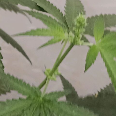 Og kush×5 kind seeds growlog timeline photo