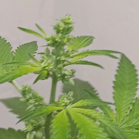Og kush×5 kind seeds growlog timeline photo