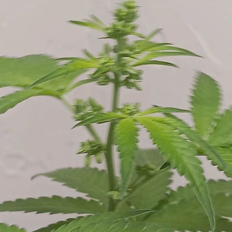 Og kush×5 kind seeds growlog timeline photo