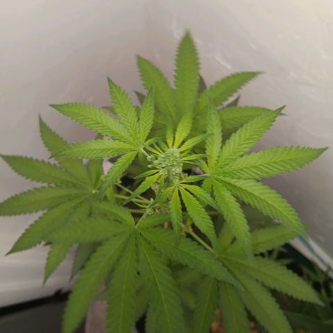 Og kush×5 kind seeds growlog timeline photo