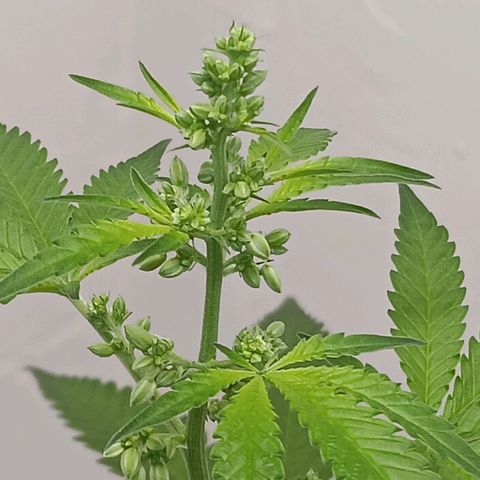 Og kush×5 kind seeds growlog timeline photo