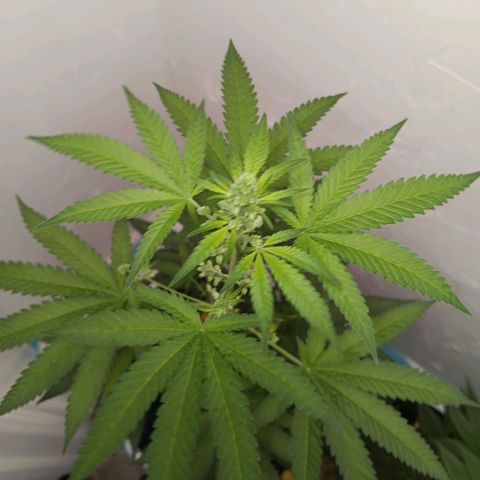 Og kush×5 kind seeds growlog timeline photo