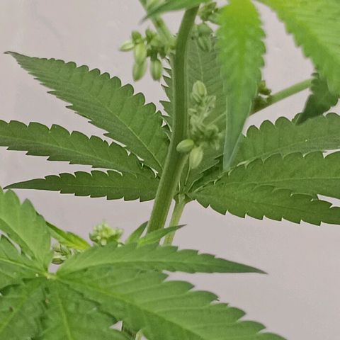 Og kush×5 kind seeds growlog timeline photo
