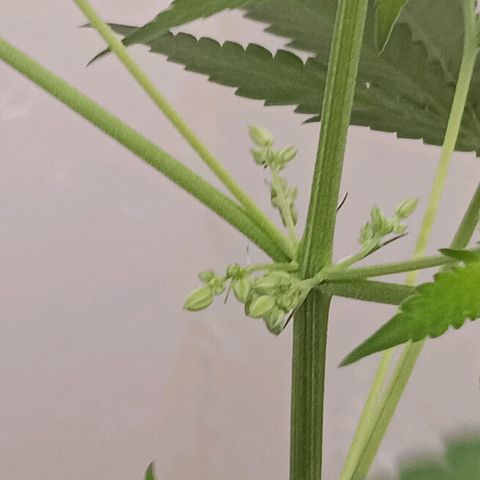 Og kush×5 kind seeds growlog timeline photo