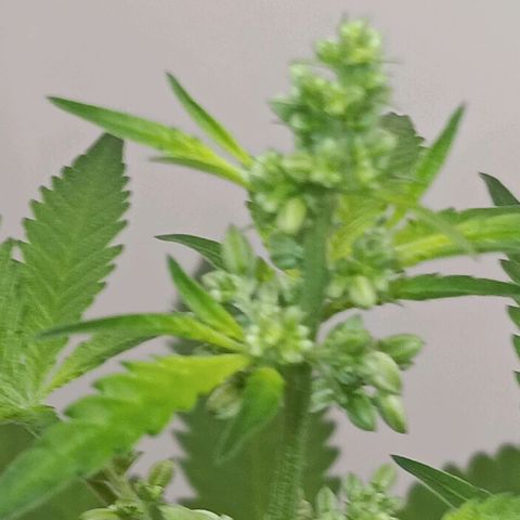 Og kush×5 kind seeds growlog timeline photo
