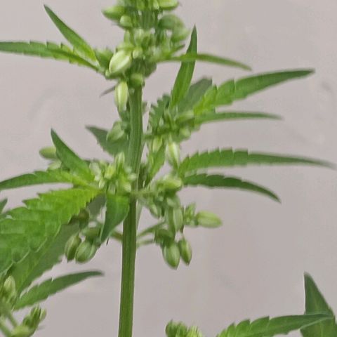 Og kush×5 kind seeds growlog timeline photo
