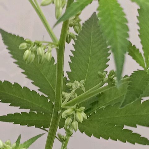 Og kush×5 kind seeds growlog timeline photo