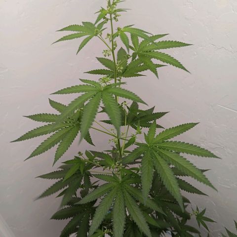 Og kush×5 kind seeds growlog timeline photo