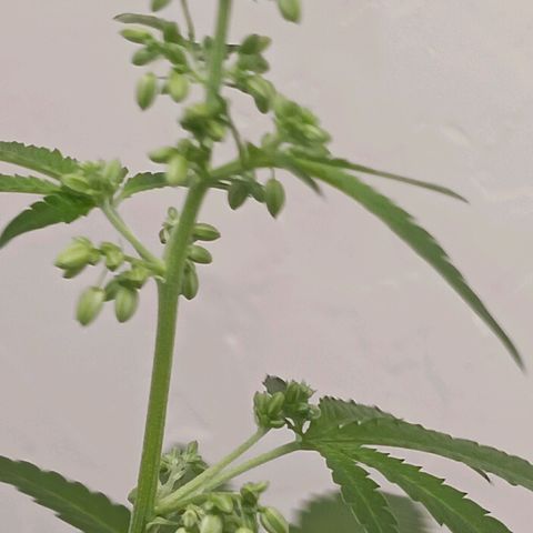 Og kush×5 kind seeds growlog timeline photo