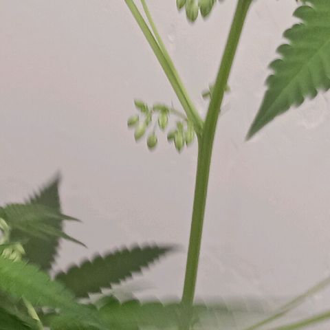 Og kush×5 kind seeds growlog timeline photo