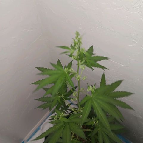 Og kush×5 kind seeds growlog timeline photo