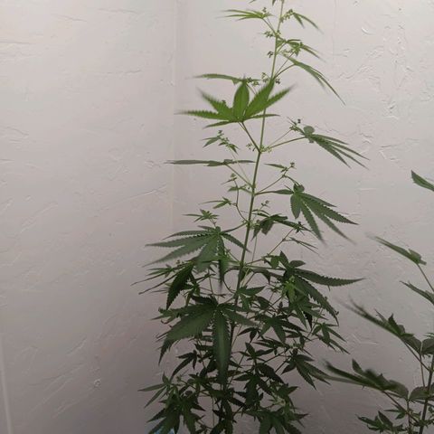 Og kush×5 kind seeds growlog timeline photo