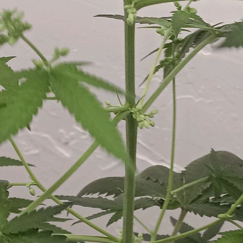 Og kush×5 kind seeds growlog timeline photo